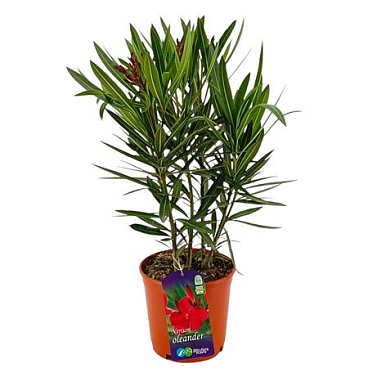 Nerium Oleander Red Bush