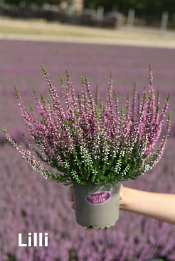 Каллуна обыкновенная Лилли