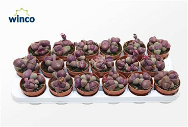 Pleiospilos Nelii Rubra (group)