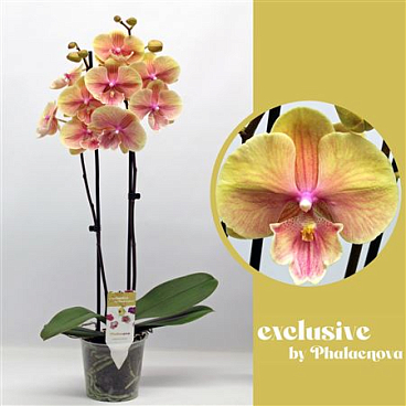 Phal 2st Daria 16+ (phalaenova)