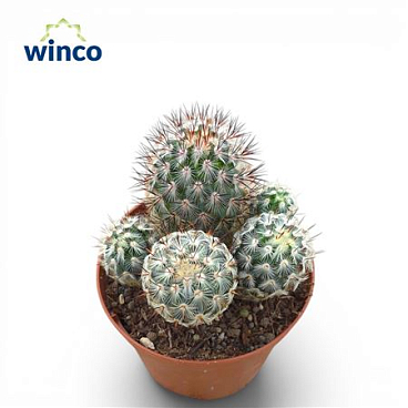 Mammillaria Microhelia Group