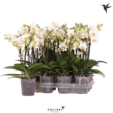 Phal 3st White No Label (ok)