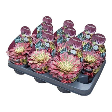 Aeonium Mardi Gras Potcover