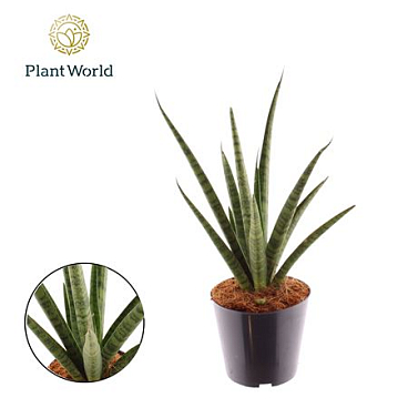 Sansevieria 'dancing Queen'
