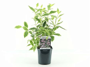 Weigela Flor Nana Variegata