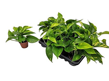 Epipremnum Pinnatum Aureum