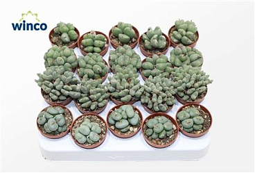 Conophytum Mix