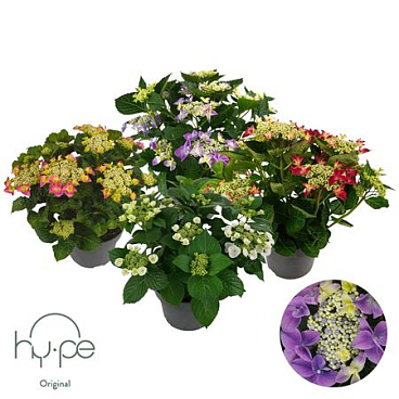 Hydrangea Ma Lacecap Mix 7+ (hy-pe)