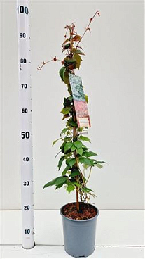 Parthenocissus Tr Veitchii On Stick