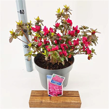 Rhododendron (aj) Flash Dance Pink