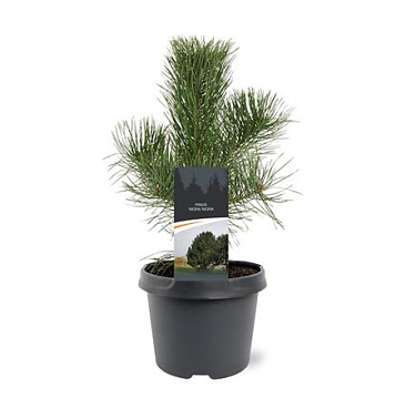 Pinus Nigra Nigra