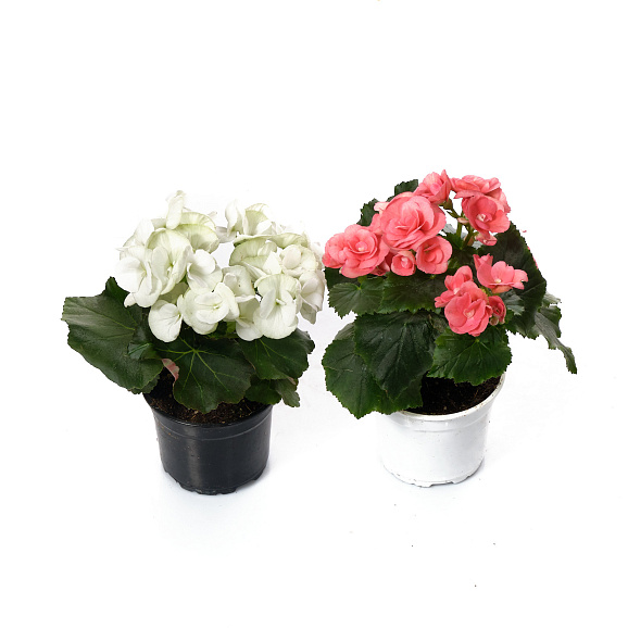 Бегония элатиор микс