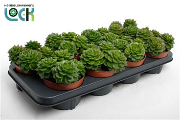 Echeveria Afines