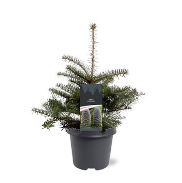 Abies Koreana