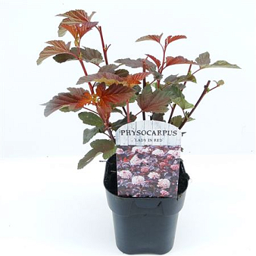 Physocarpus Op Lady In Red