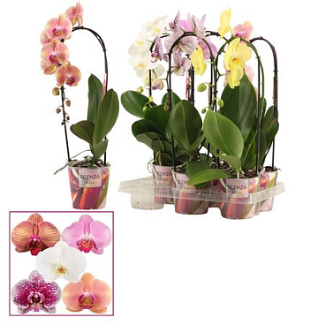 Phal Cascade 1st Shortie Mix (scenza)