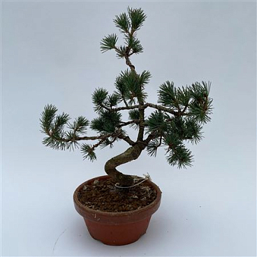 Pinus Parviflora Bonsai