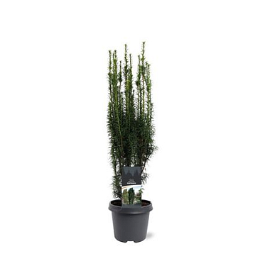 Taxus Bacc Fastigiata