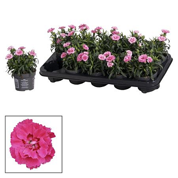 Dianthus Oscar Purple Star