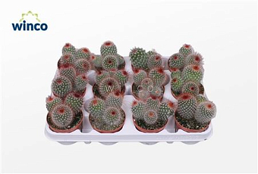 Mammillaria Spinosisima Group