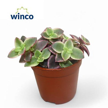 Crassula Marginalis