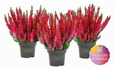 Каллуна обыкновенная Скарлет