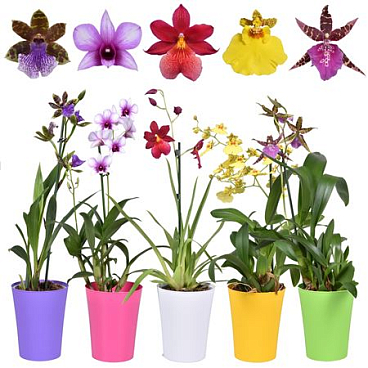 Orchid 1st Mix Budget Short In Colour Pot