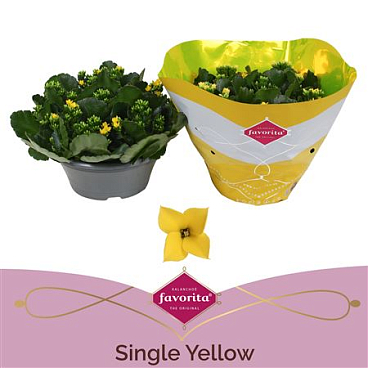 Kal Single Yellow In Bowl