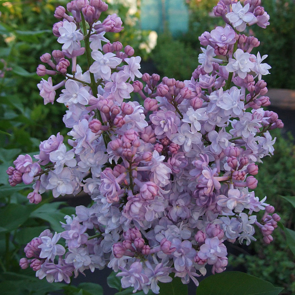 Сирень обыкновенная Борис Скачков