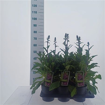 Digitalis Purp William Early Rose