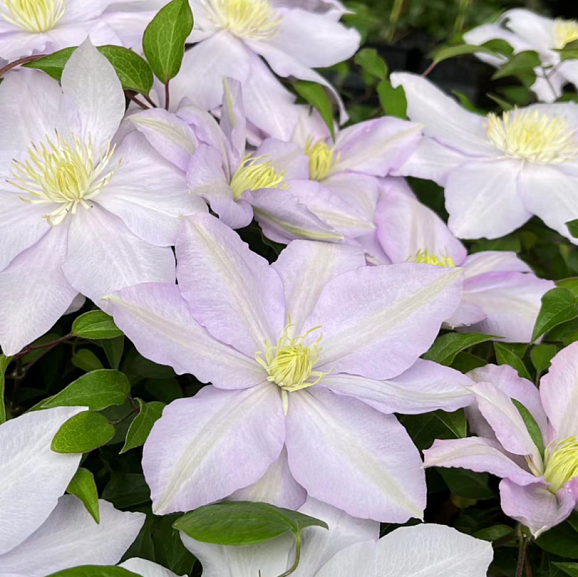 Клематис гибридный Челси