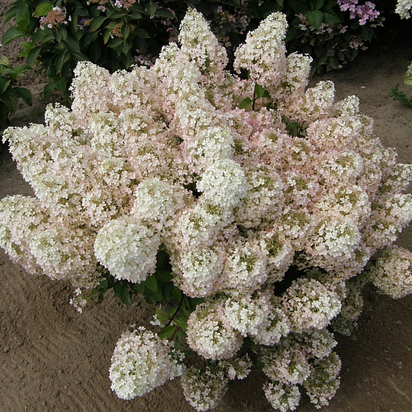 Гортензия метельчатая Бобо (в тубе)