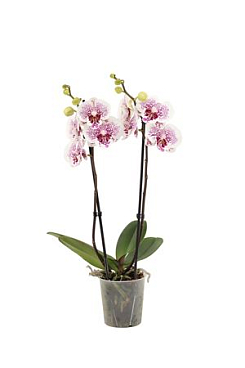 Phal 2st Bounty 16+ (vg)