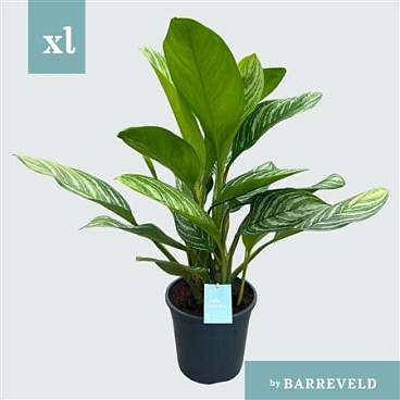 Aglaonema Green Stripes