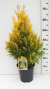 Кипарисовик лоусона Ивонн