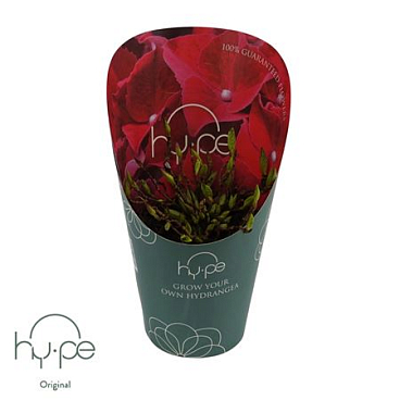 Hydrangea Ma Mophead Red 7+ (grow Your Own Hy-pe)