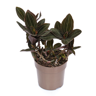 Лудизия Дисколор