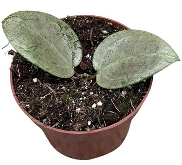 Hoya Acuta Silver Heart