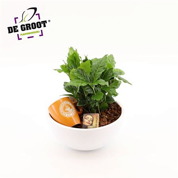Coffea In Bowl