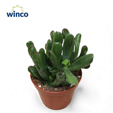 Crassula Hobbit Big