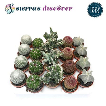 Cactus Mix Bilbao