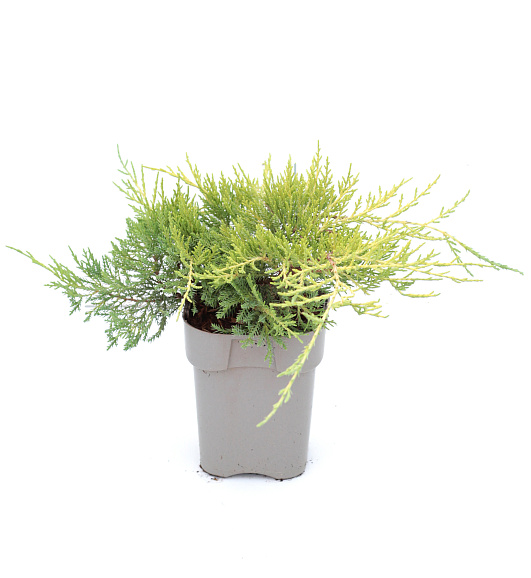 Можжевельник китайский Олд Голд