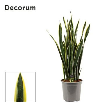 Sansevieria Gold Flame Long Leaf