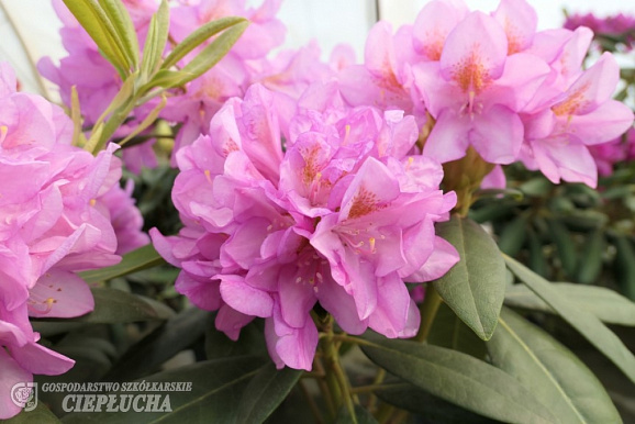 Рододендрон гибридный Бекка