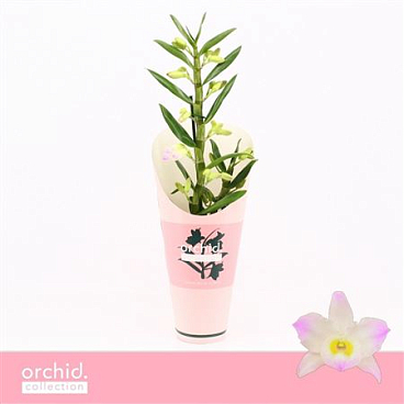 Dendr Nob 1st Kumiko Orchid Collecti