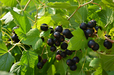 Смородина черная Пигмей | Оптовая цветочная компания «Флора Групп» Смородина черная Пигмей