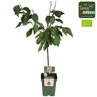 Prunus Avium Regina Bio