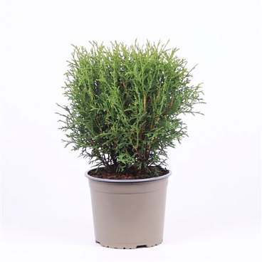 Thuja Occidentalis Tiny Tim