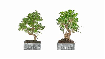 Bonsai Carmona S-shape Pot Ethnic Collection