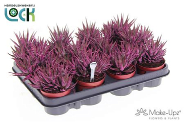 Haworthia Bigband Make Upz Roze